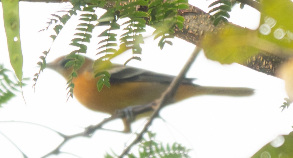 Baltimore Oriole - ML623117843