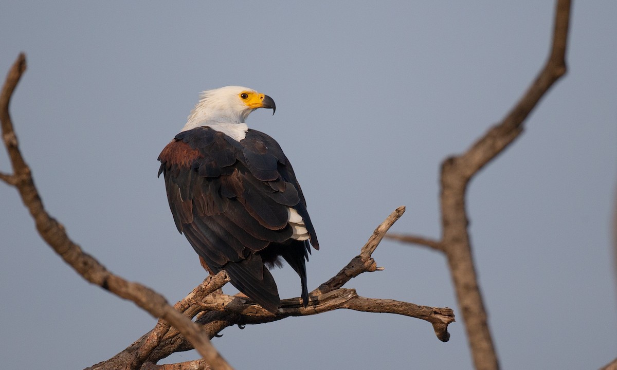 African Fish-Eagle - ML623117891