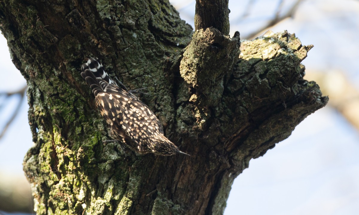 African Spotted Creeper - ML623117909