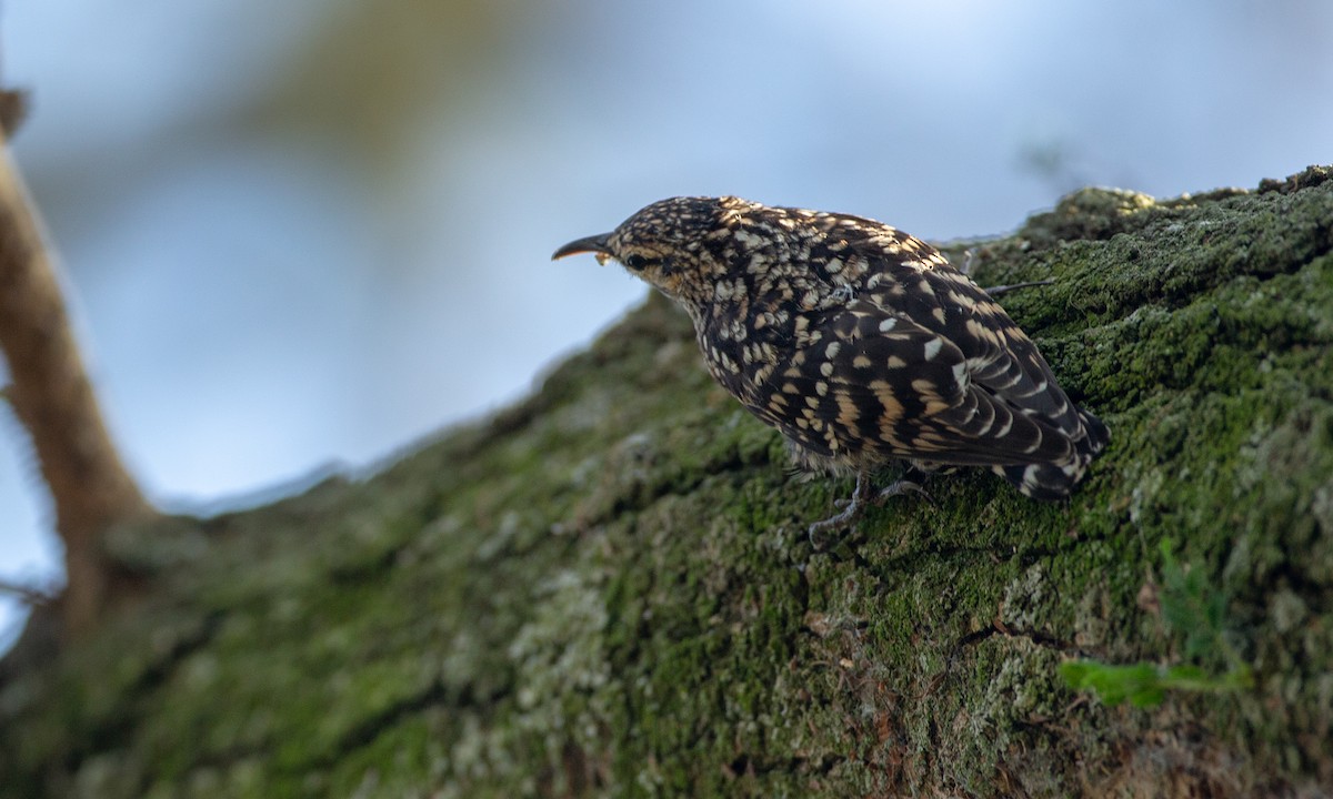 African Spotted Creeper - ML623117910