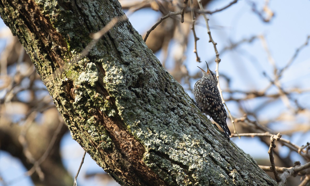 African Spotted Creeper - ML623117911