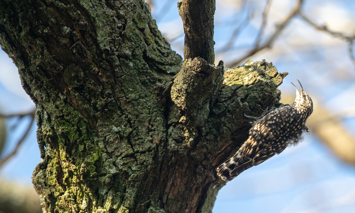 African Spotted Creeper - ML623117912