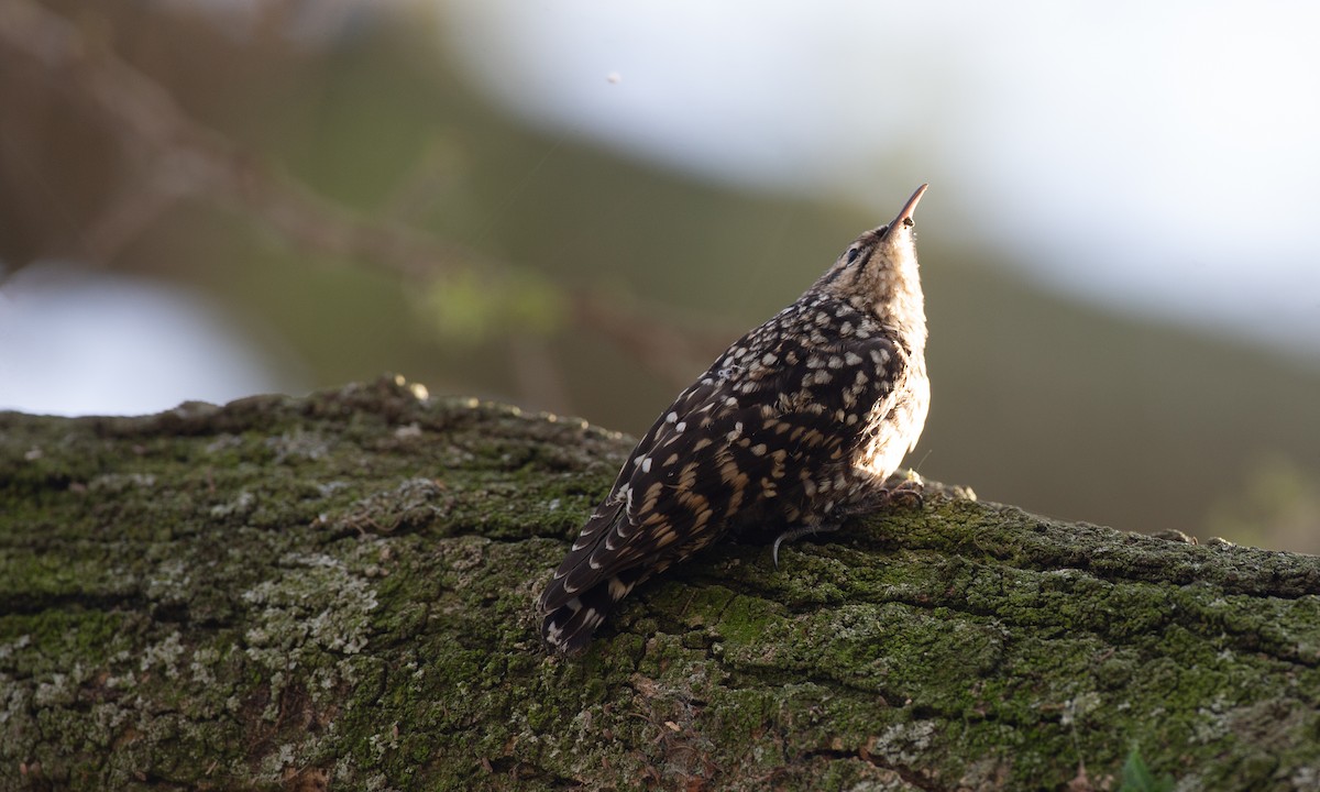 African Spotted Creeper - ML623117915