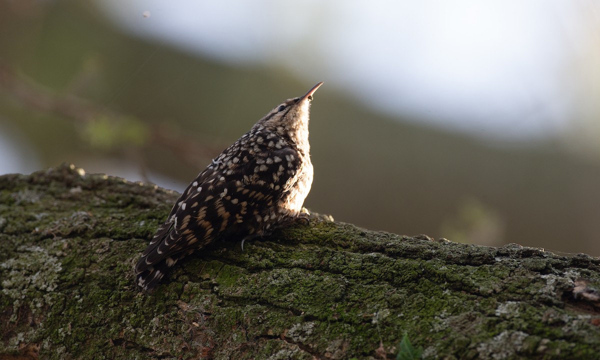 African Spotted Creeper - ML623117916