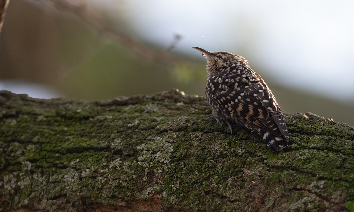 African Spotted Creeper - ML623117917