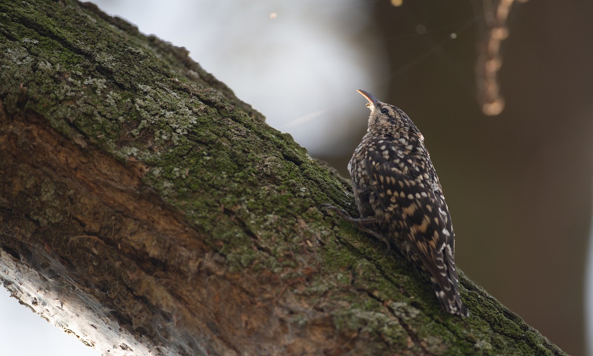 African Spotted Creeper - ML623117918