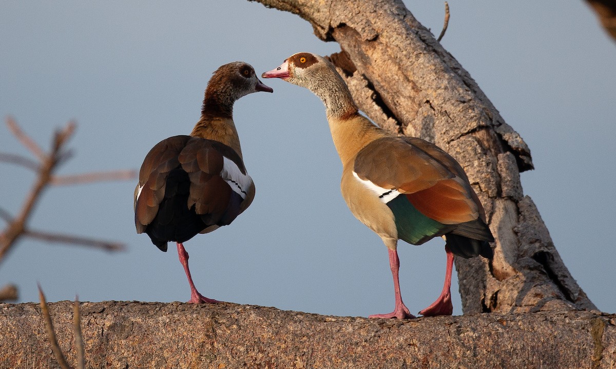Nilgans - ML623117929