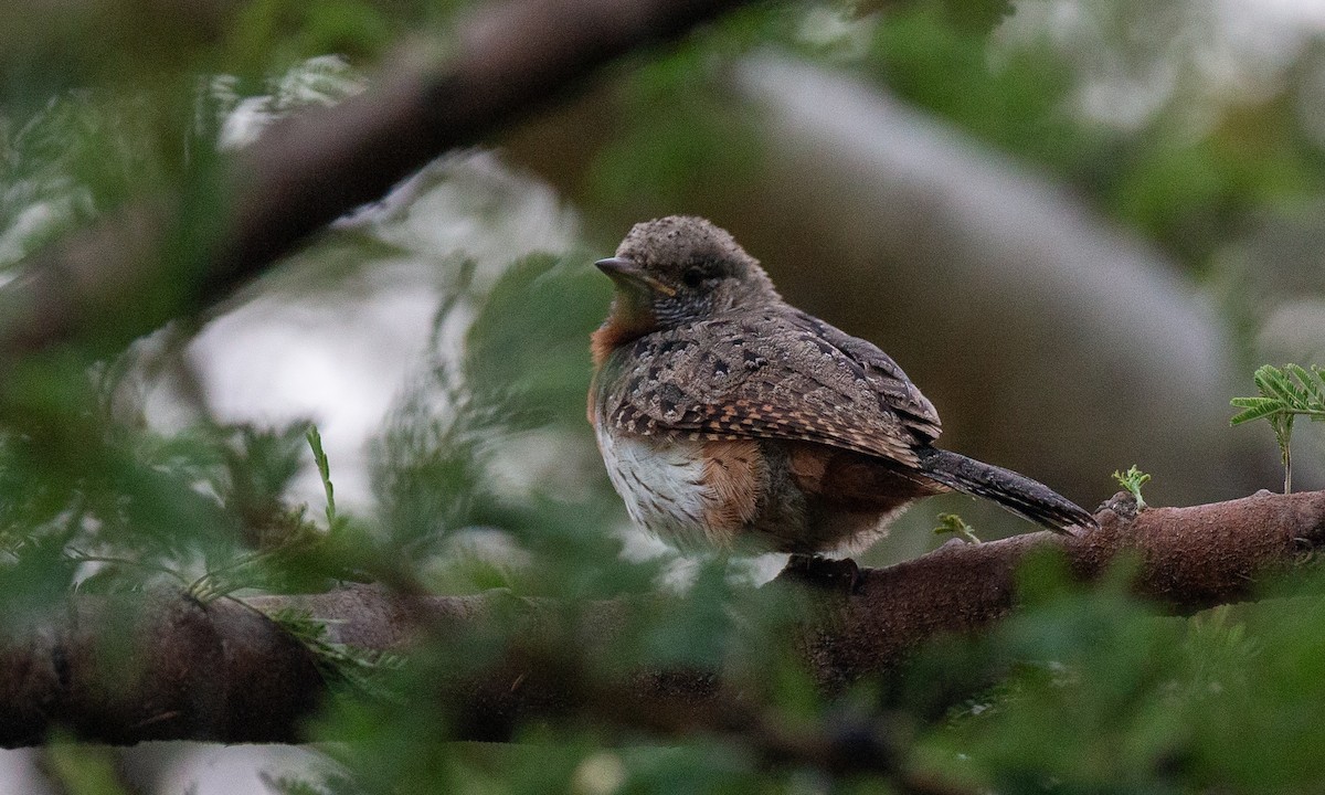 Rufous-necked Wryneck (Ethiopian) - ML623117982