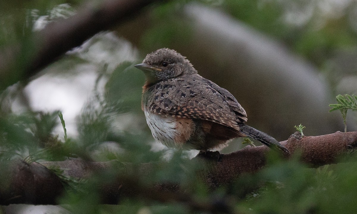 Rufous-necked Wryneck (Ethiopian) - ML623117984