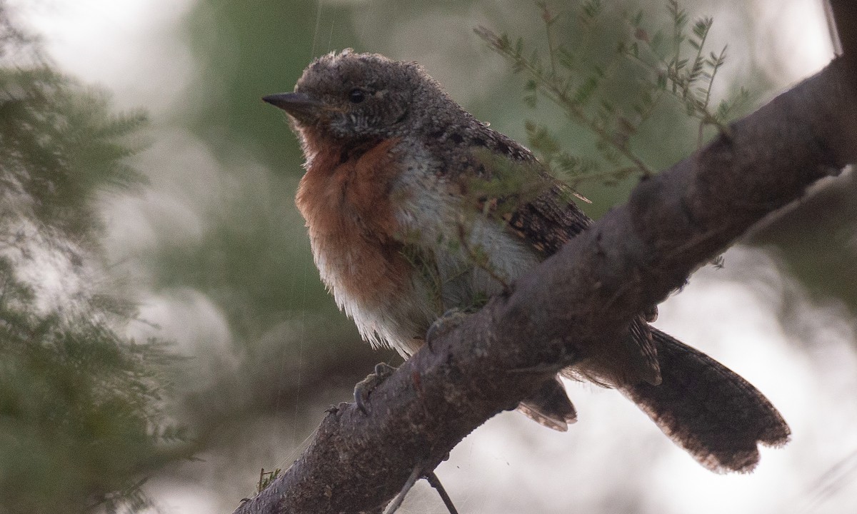 Rufous-necked Wryneck (Ethiopian) - ML623117985