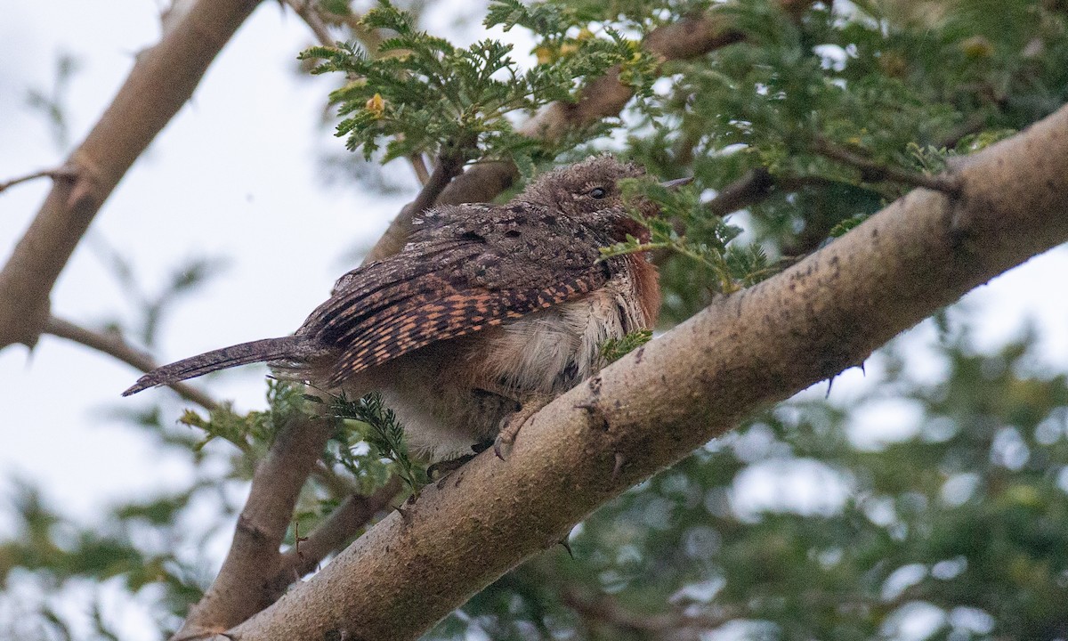 Rufous-necked Wryneck (Ethiopian) - ML623117986