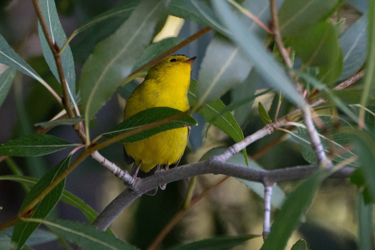Wilson's Warbler - ML623118086