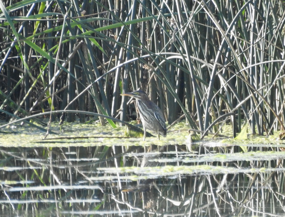 Green Heron - ML623118108