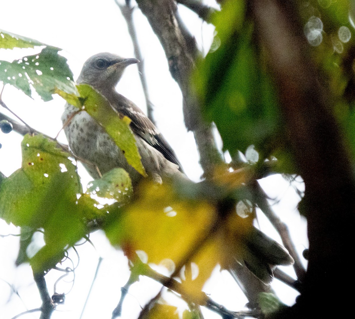 Northern Mockingbird - ML623118155