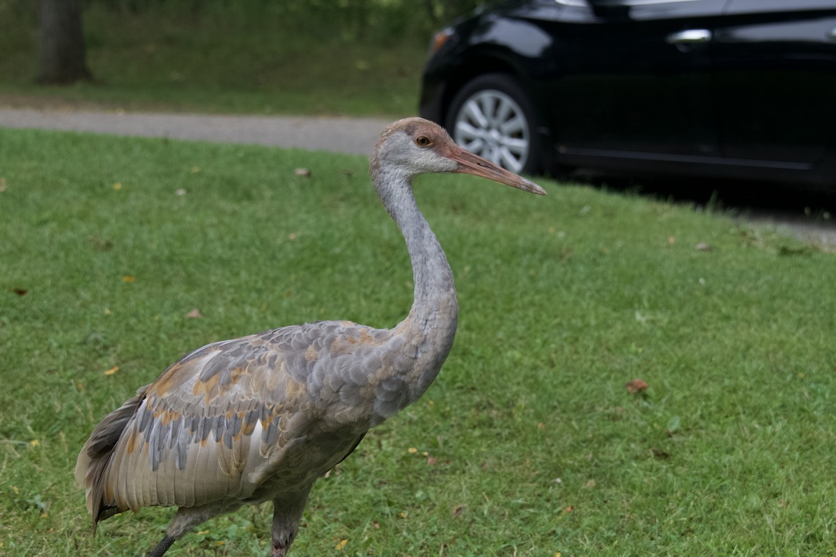 Sandhill Crane - ML623118224