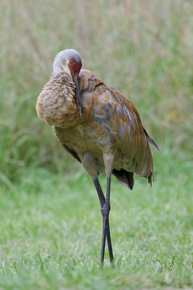 Sandhill Crane - ML623118225