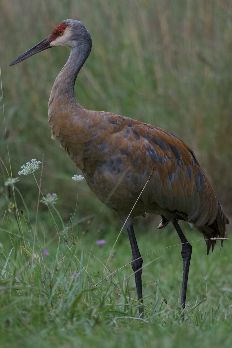 Sandhill Crane - ML623118226