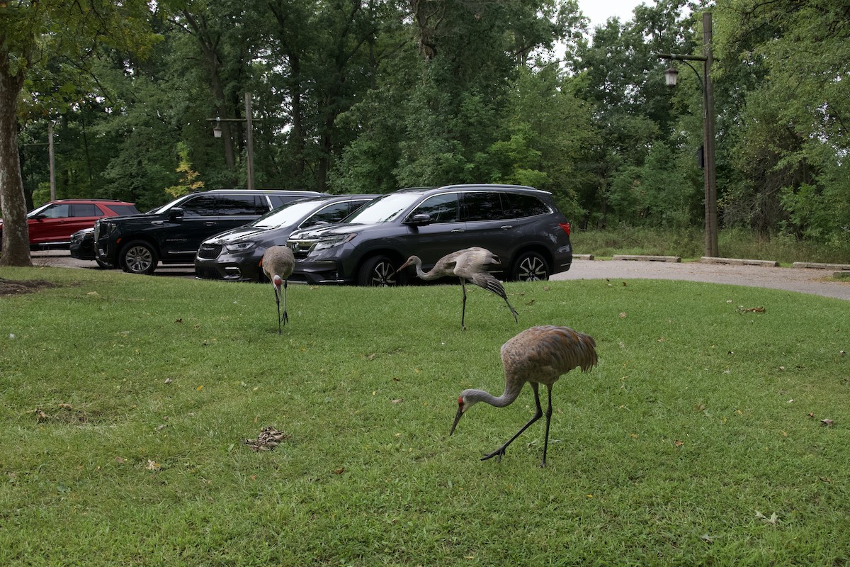 Sandhill Crane - ML623118228