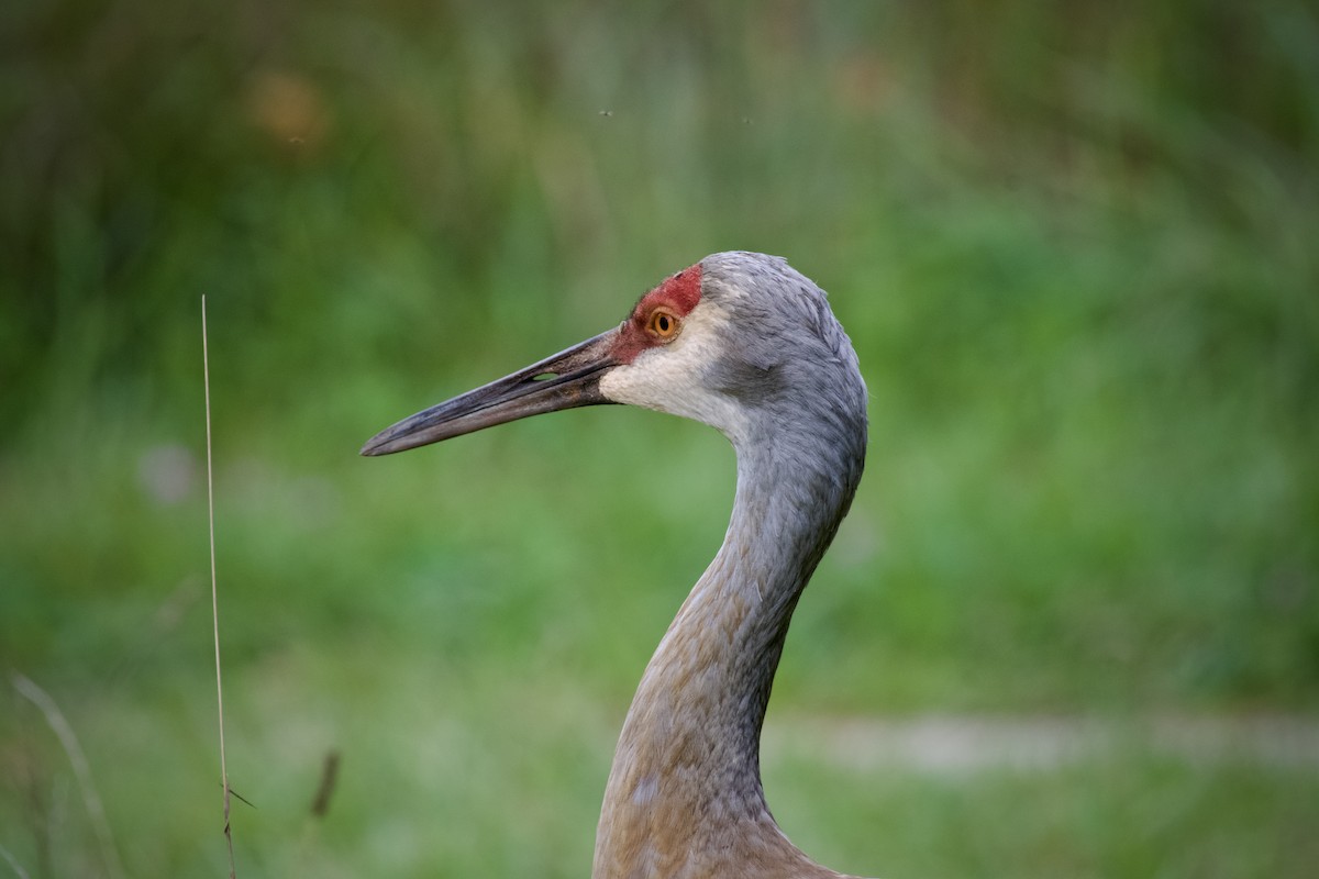 Sandhill Crane - ML623118229