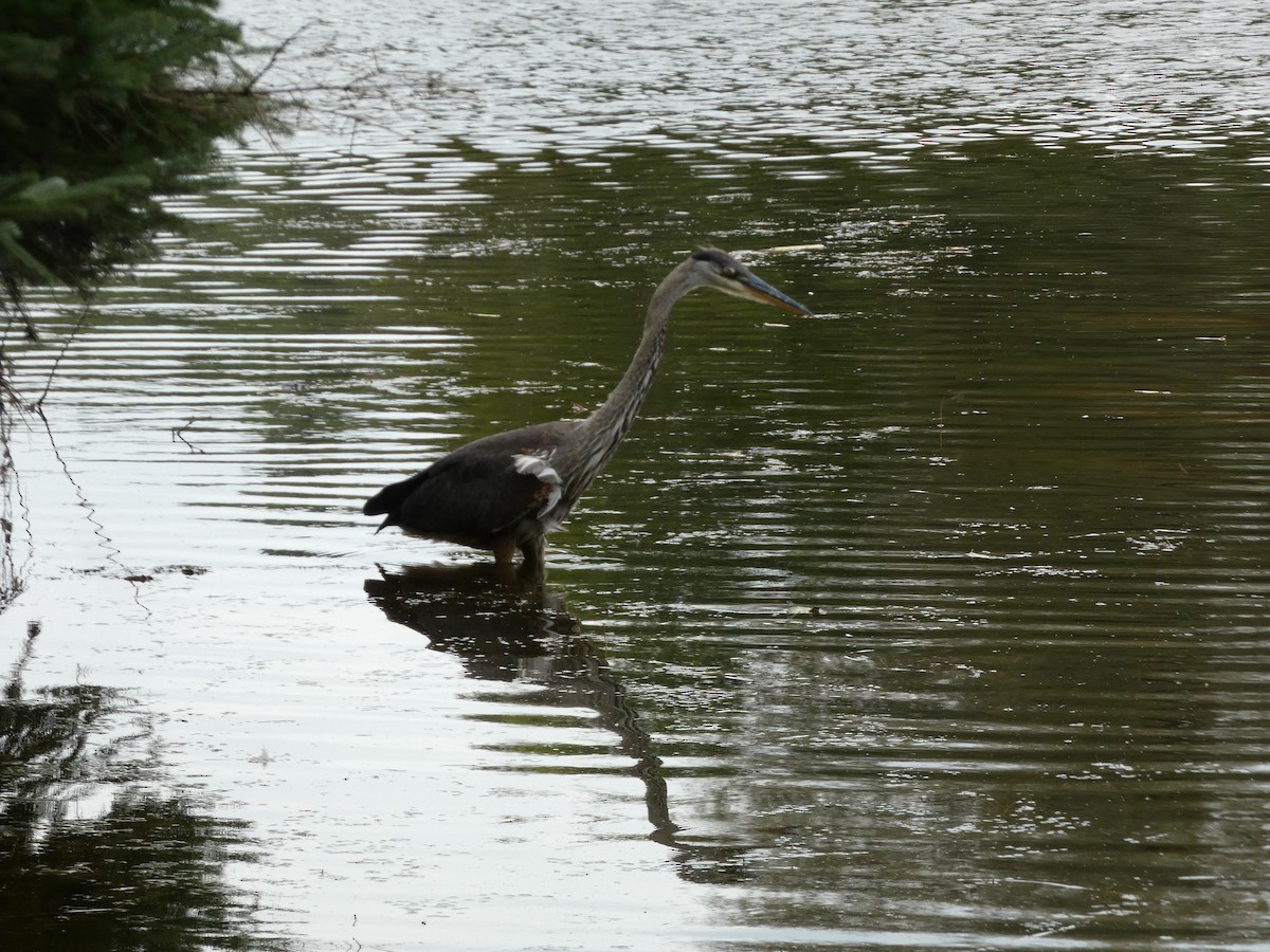 Great Blue Heron - ML623118235