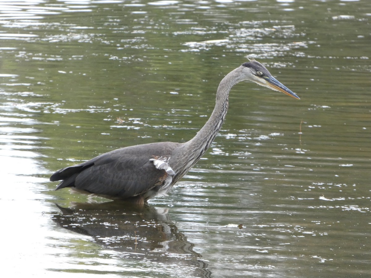 Great Blue Heron - ML623118236