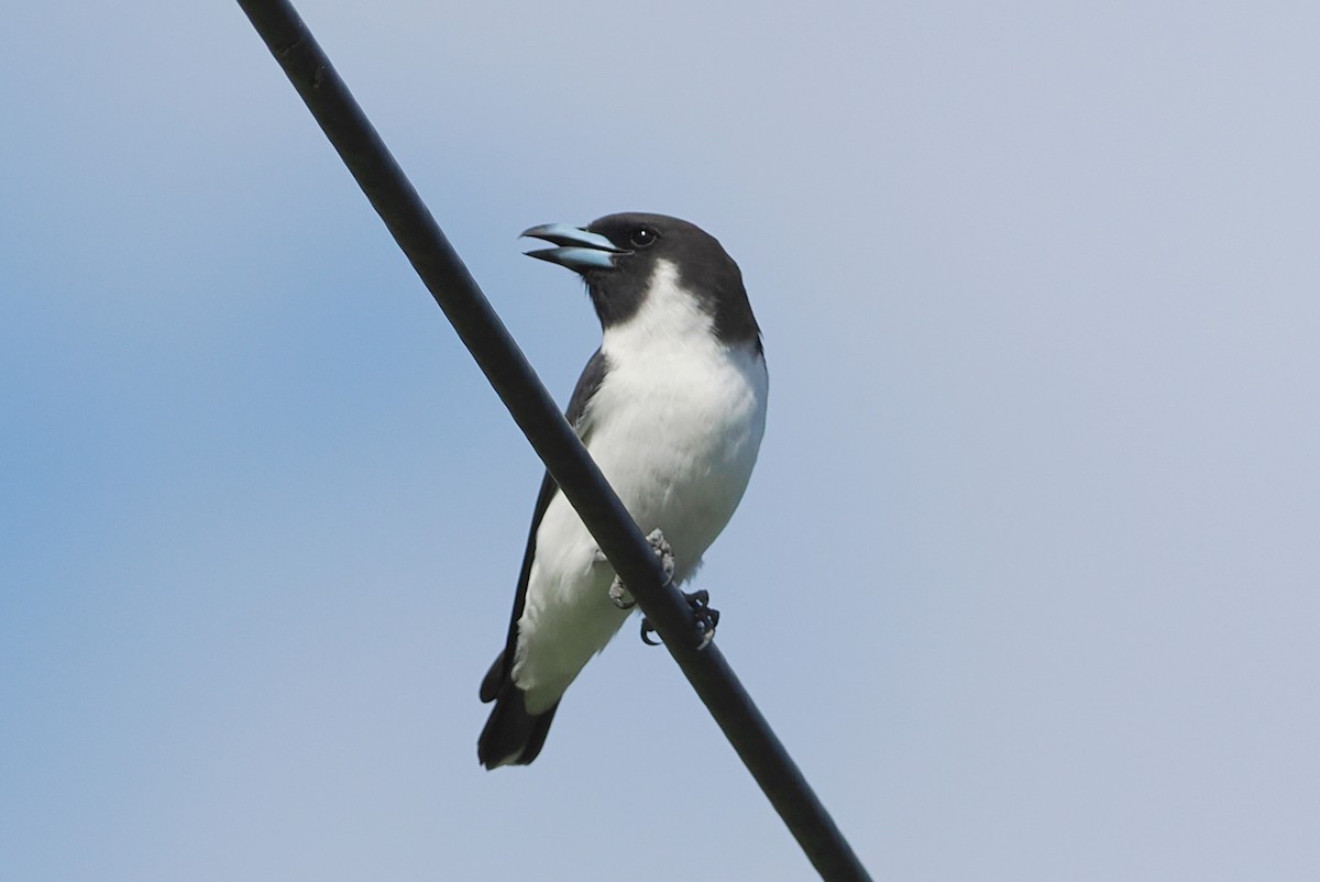 Fiji Woodswallow - ML623118248