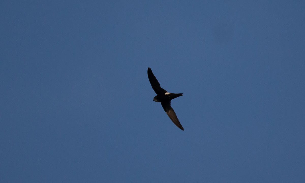 Horus Swift (White-rumped) - Chris Wood