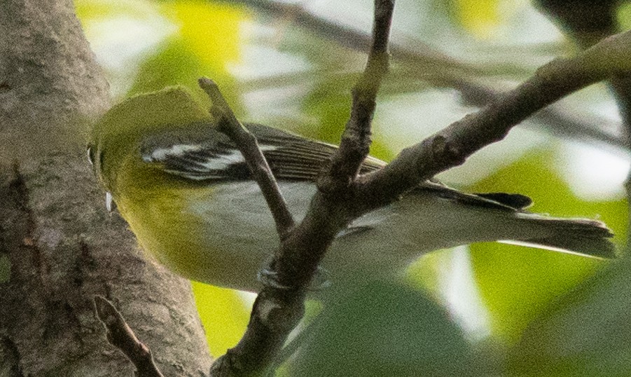 White-eyed Vireo - ML623118273