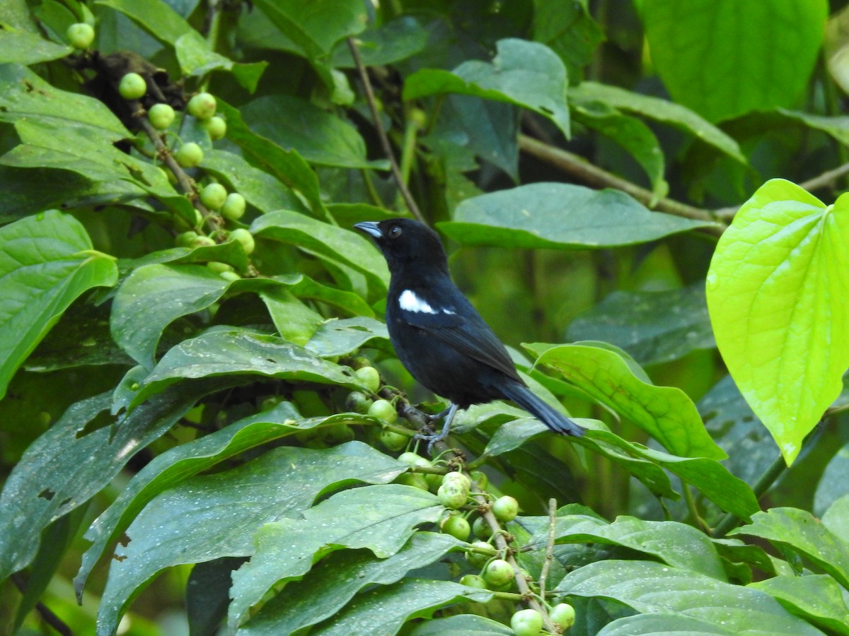 Tangara à galons blancs - ML623118278