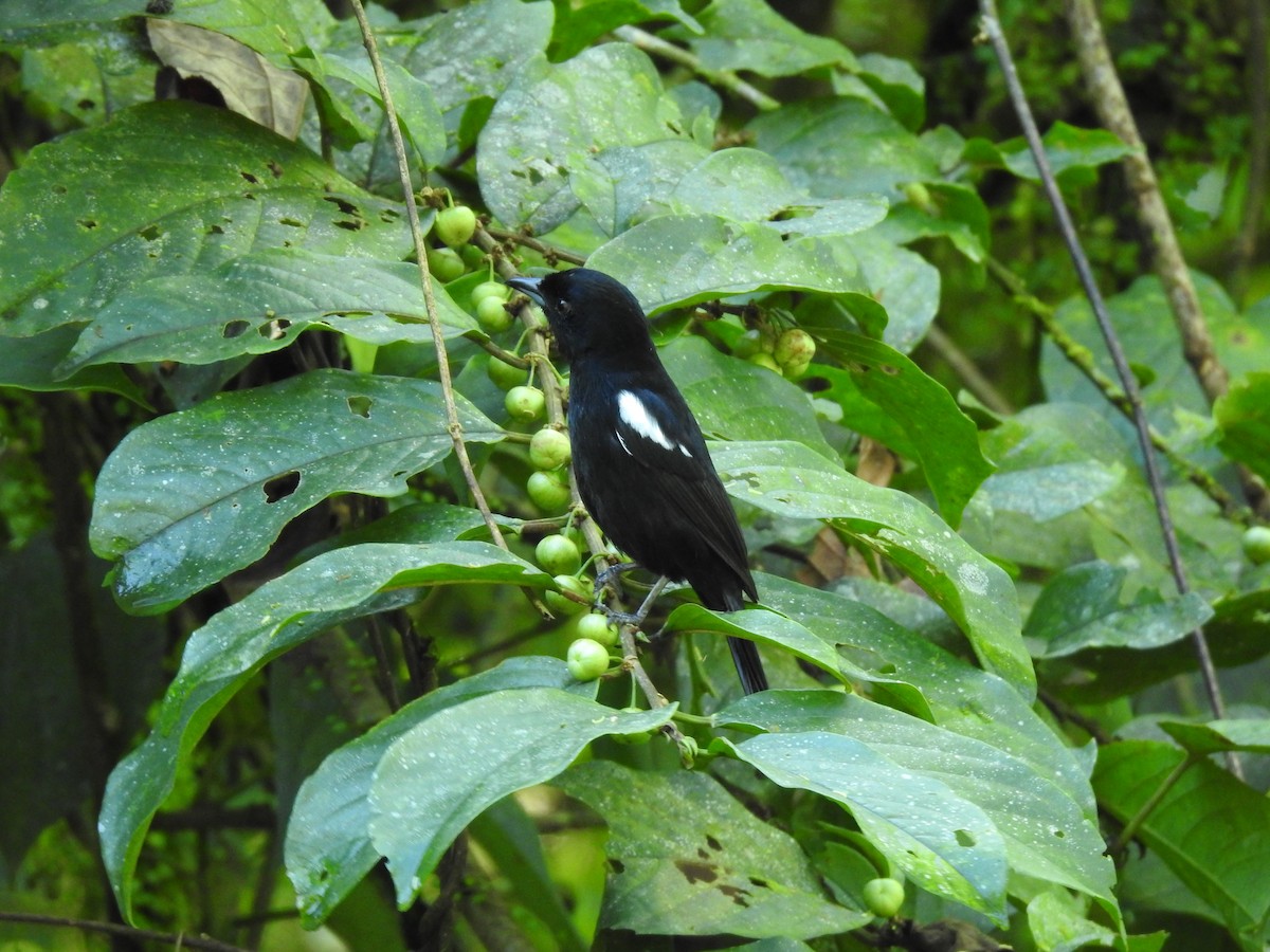 Tangara à galons blancs - ML623118280