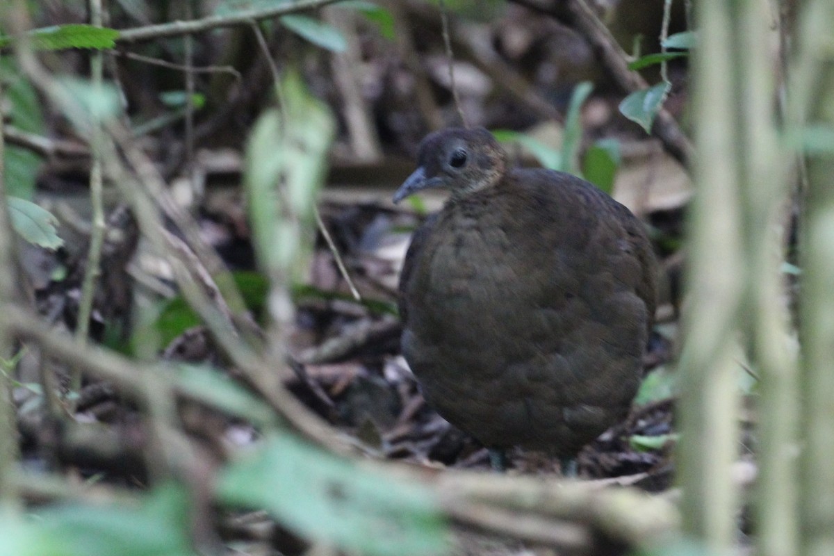 Great Tinamou - ML623118467