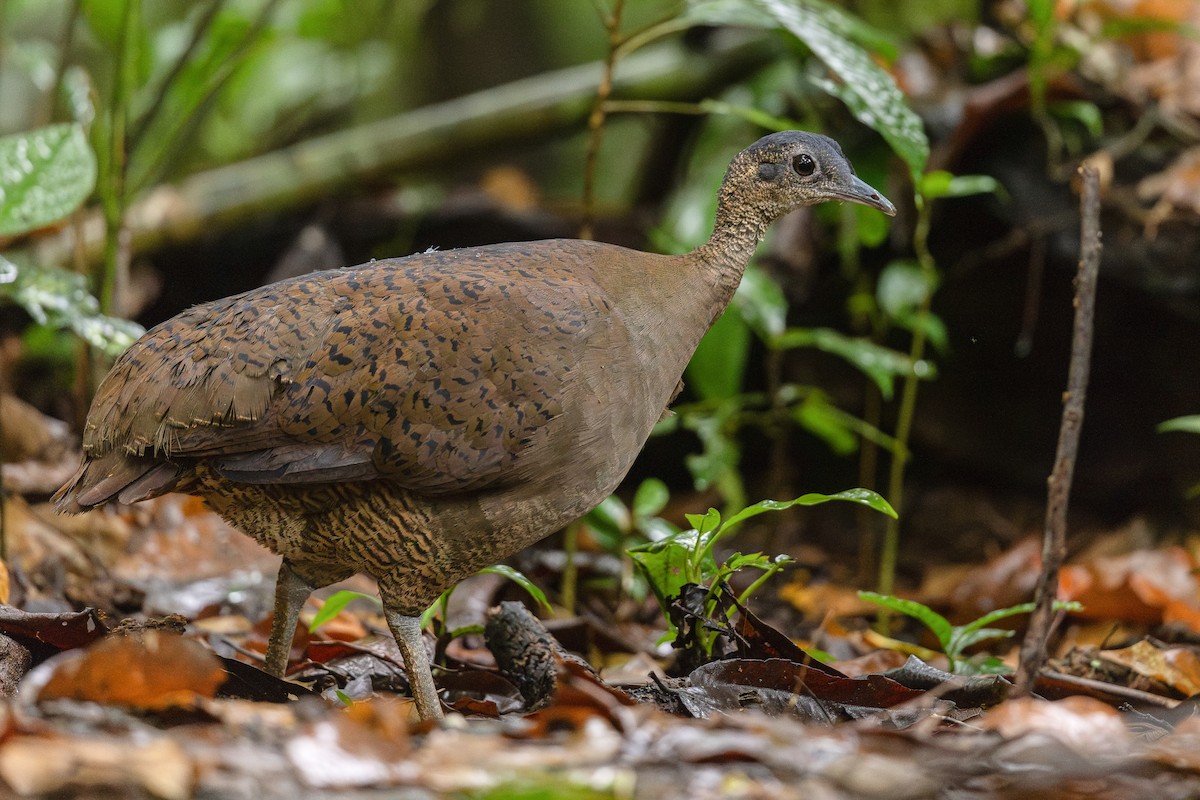 Great Tinamou - ML623118493