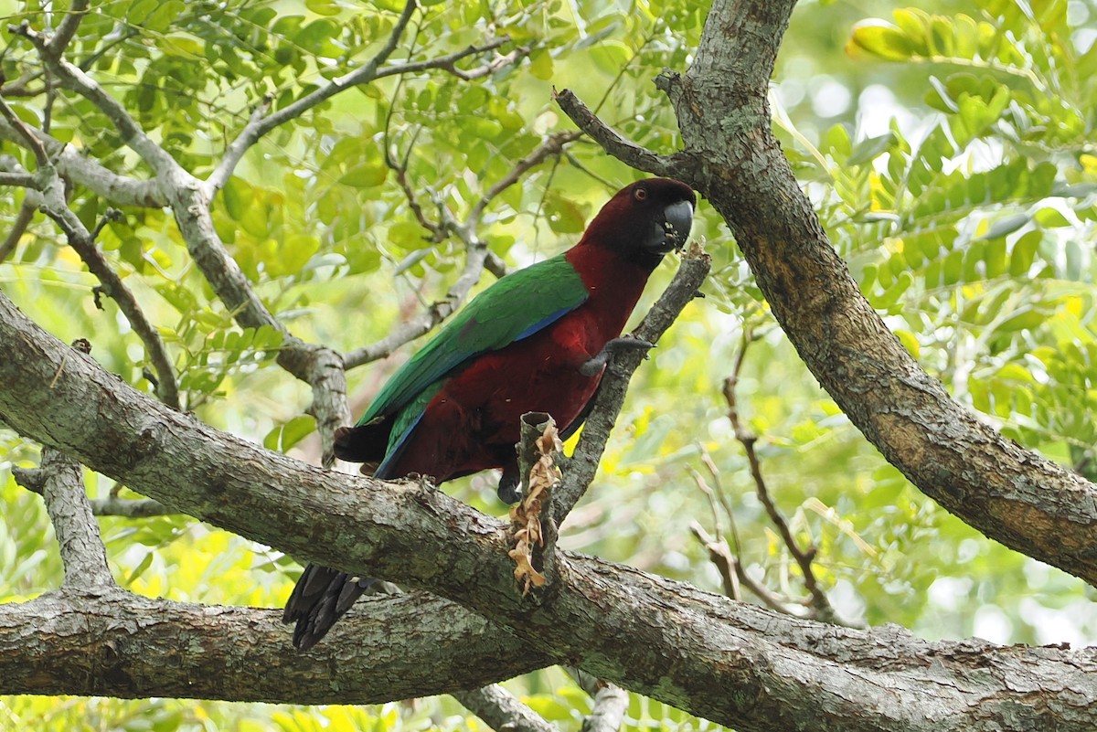 Red Shining-Parrot - ML623118561