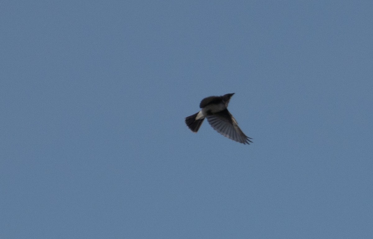 Eastern Kingbird - ML623118645