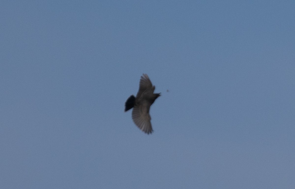 Eastern Kingbird - ML623118649