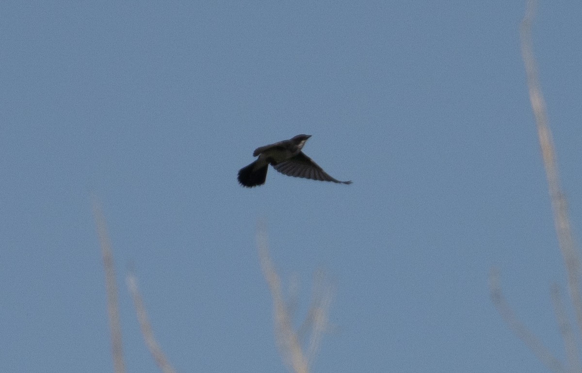 Eastern Kingbird - ML623118650