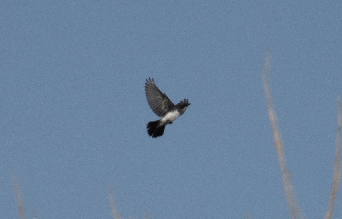 Eastern Kingbird - ML623118651