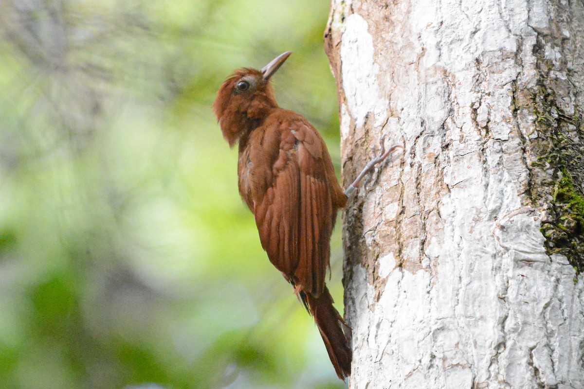 Ruddy Woodcreeper - ML623118709