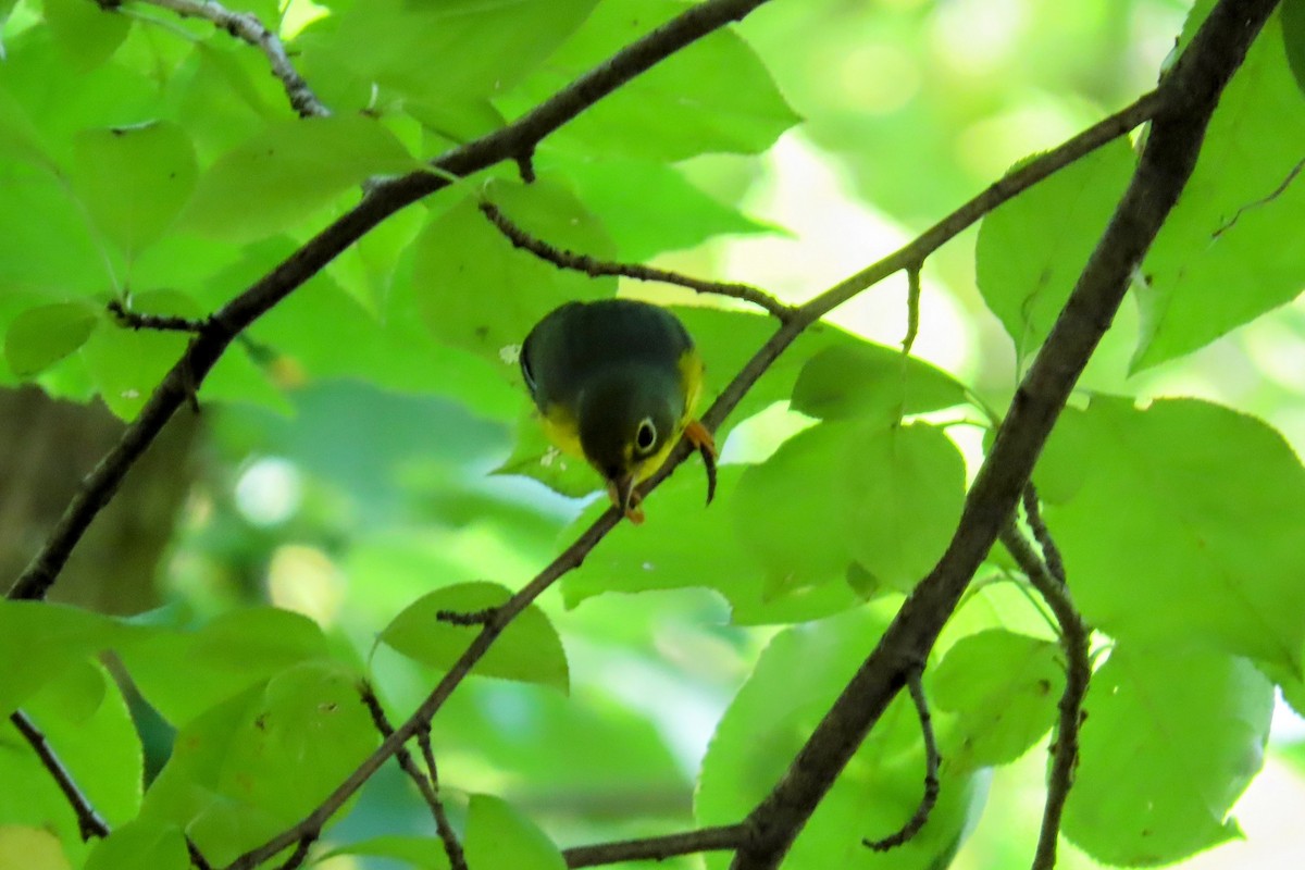 Canada Warbler - ML623118766