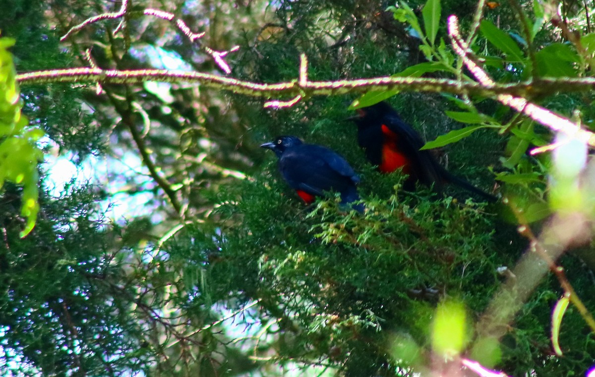 Red-bellied Grackle - ML623118767