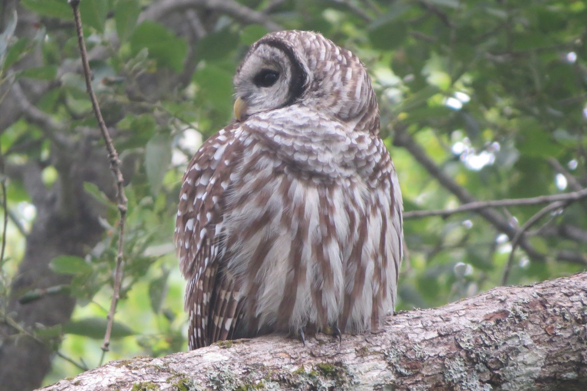 Barred Owl - Kathy  Kirk