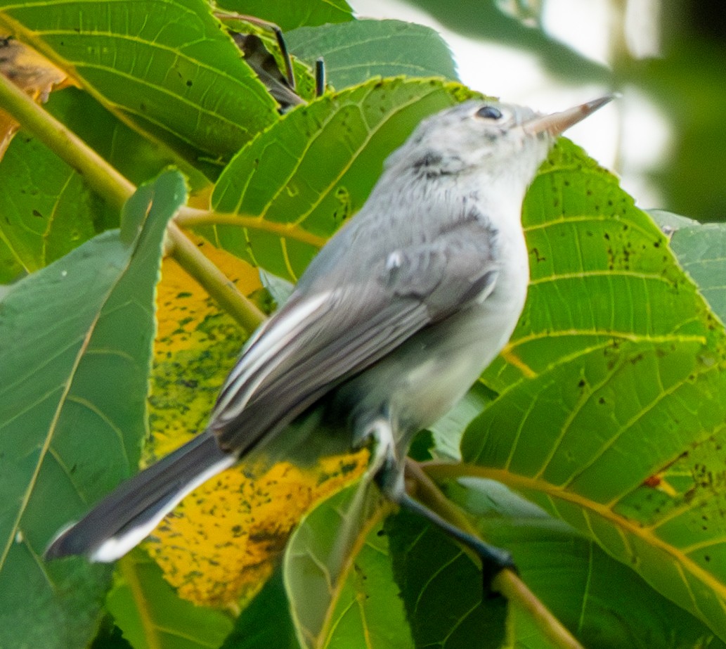 Blue-gray Gnatcatcher - ML623118798