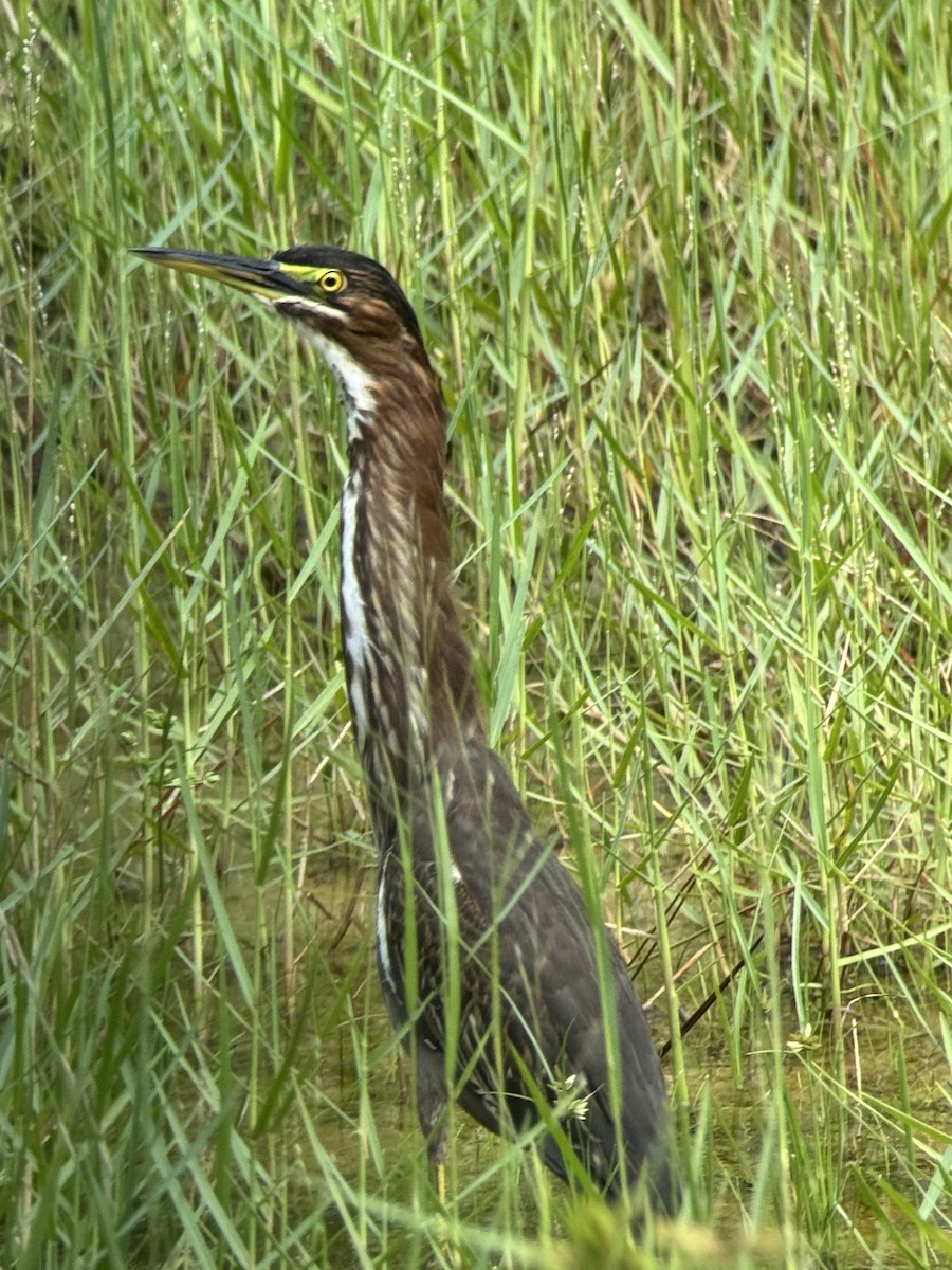 Green Heron - ML623118802