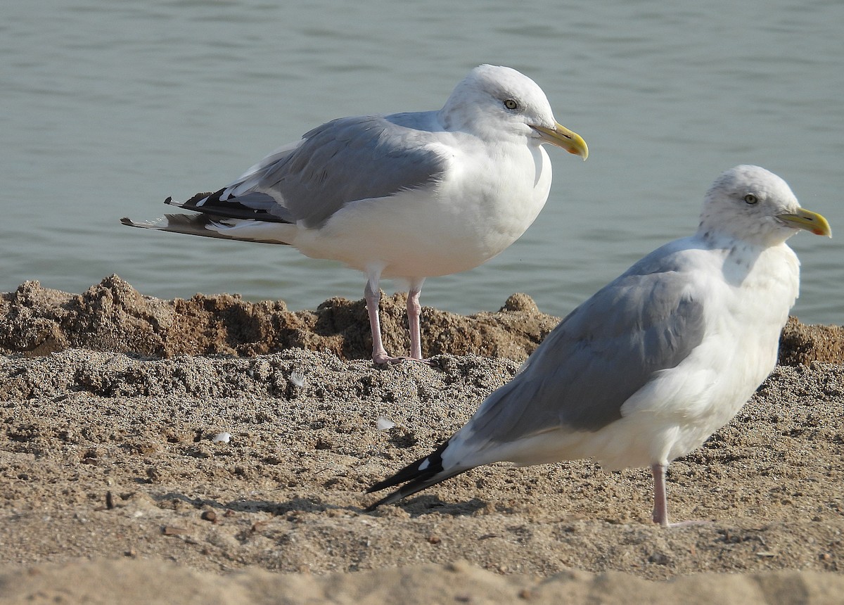 Herring Gull (American) - ML623118828