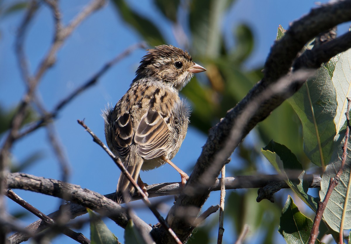 Clay-colored Sparrow - ML623118886