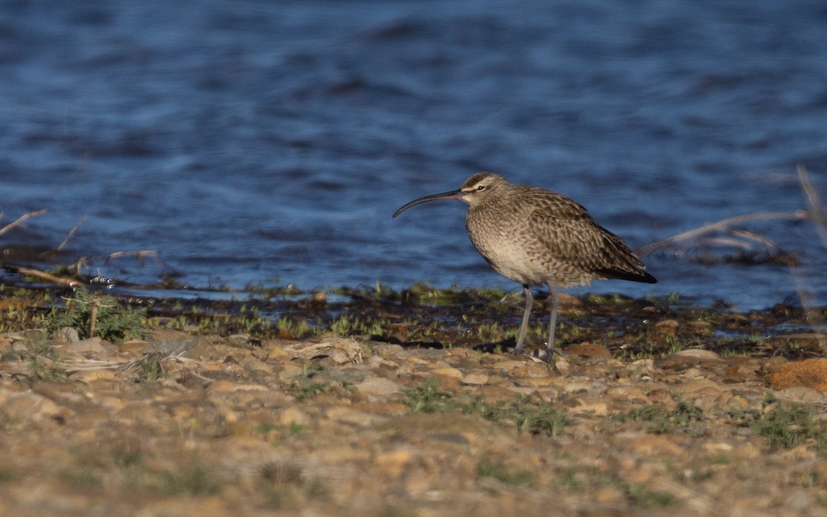 Whimbrel - ML623118890