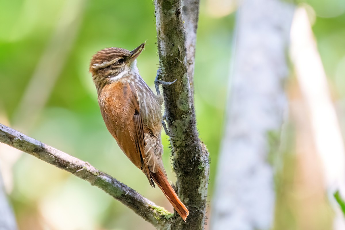 Streaked Xenops - ML623118891