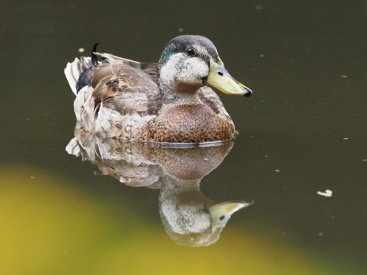 Canard colvert ou C. du Mexique - ML623118920