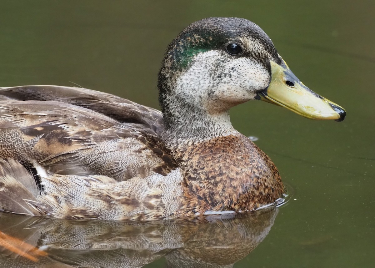 Canard colvert ou C. du Mexique - ML623118921