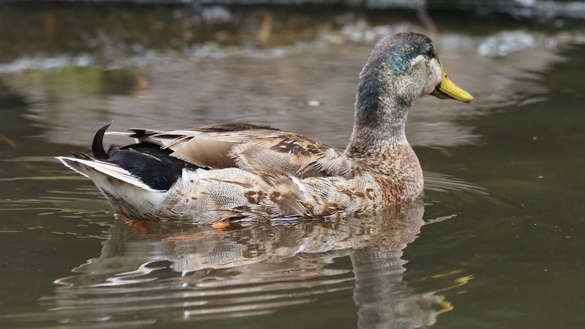 Mallard/Mexican Duck - ML623118922